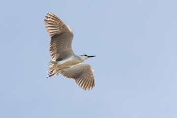 Black Crowned Night Heron bird flying with wings spread in Penang Malaysia