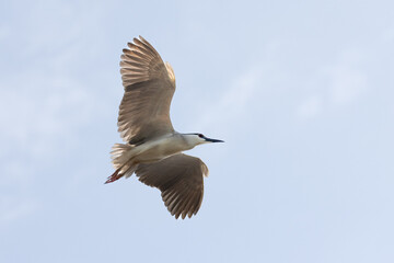 Black Crowned Night Heron bird flying with wings spread in Penang Malaysia