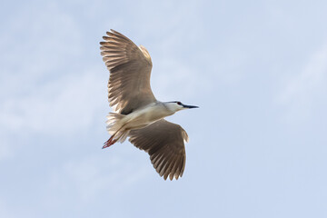 Black Crowned Night Heron bird flying with wings spread in Penang Malaysia