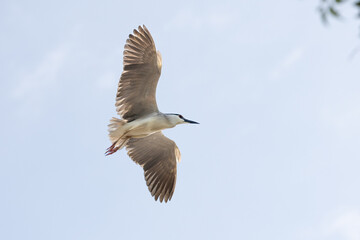 Black Crowned Night Heron bird flying with wings spread in Penang Malaysia