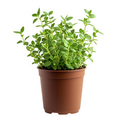 A Small Potted Thyme Plant with Aromatic Green Leaves Isolated on Transparent Background