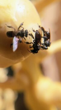 The trigonal kelulut bee extracts husks from coconuts