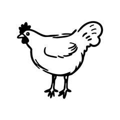 Hand-Drawn Illustration of a Hen or Chicken