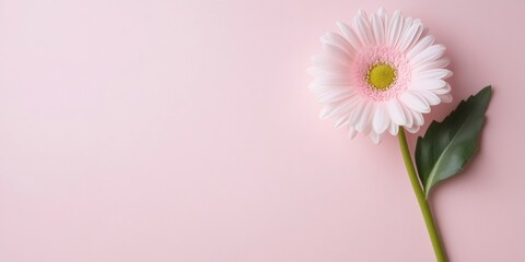 Minimalistic spring background with beautiful pastel-colored gerbera