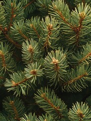 Dense spruce tree branches with fresh green needles and small buds, creating a rich and natural evergreen texture