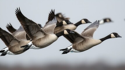 Fototapeta premium Geese in Flight Over Calm Water During Migration Season
