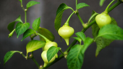 Organic Red and Yellow Biquinho chili Peppers on the Tree, Sweet pepper drops grow in a organic vegetable garden in summer. 