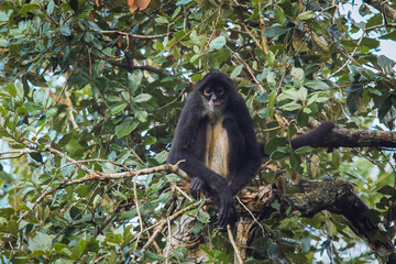 Monkey observes surroundings from tree branch at Belize zoo during daytime