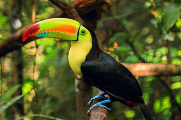 Colorful toucan perched on a branch at a zoo in Belize during the day