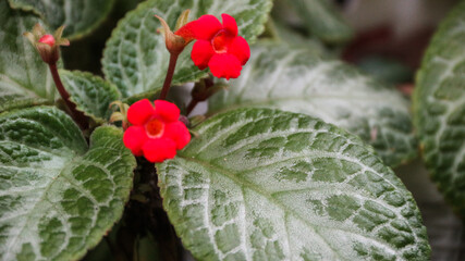 Red flower of Episcia cupreata (Hook.) Hanst in the garden. 