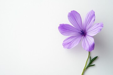 Fototapeta premium Purple flower on white background showing delicate petals and green stem