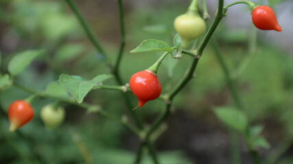 Organic Red and Yellow Biquinho chili Peppers on the Tree, Sweet pepper drops grow in a organic vegetable garden in summer. 