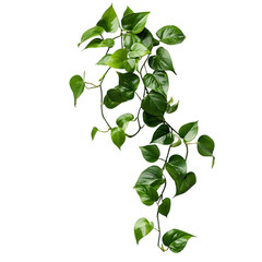 Trailing Pothos Plant with Long Cascading Green Vines Isolated on Transparent Background