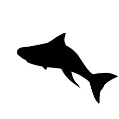 Shark Silhouette 