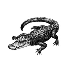 Alligator illustration in old engraving style, black sketch effect, reptile vector, vintage print design, wildlife art, predator artwork, nature illustration, antique art