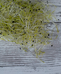 Fresh leek sprouts ready to eat