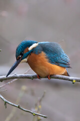 Fototapeta premium un martin-pêcheur sur une branche 