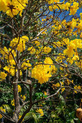 Tree with yellow blossoms