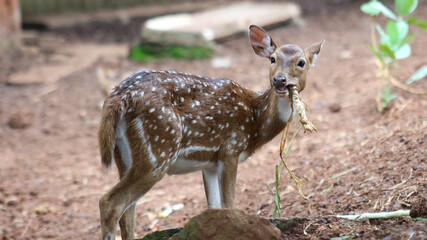 young deer grazing on dry hay in a paddock at a animal sanctuary on a sunny day