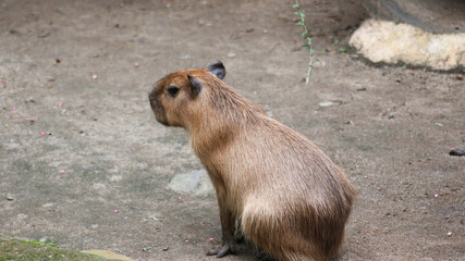 Capybara (Hydrochoerus), The large capybara is the largest living species of rodent from the guinea pig family. 