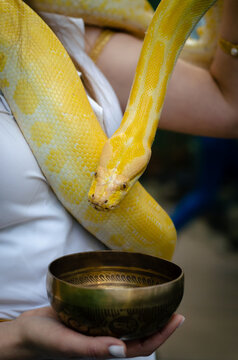 yellow python drinks from a bowl