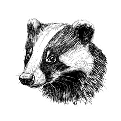 Badger illustration, vintage art, trendy black sketch effect, forest animal, old engraving style, nocturnal, vector print design, wildlife, antique style, white background.