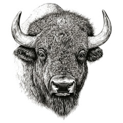 Vintage art bison in old engraving style, large animal, black sketch effect, North America wildlife, print design, trendy, hand-drawn, vector, antique style, white background.