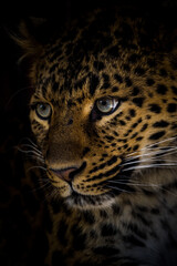 Chinese leopard portrait in nature park