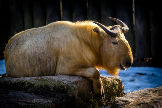 Chinese takin portrait in nature park