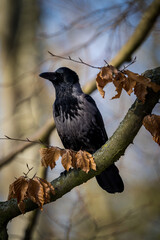 black crow on a branch in nature