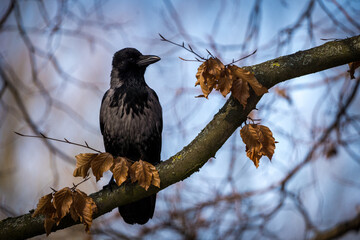 black crow on a branch in nature