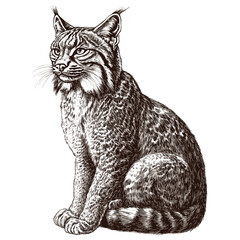 Antique style bobcat, black sketch effect, hand-drawn vector illustration, wildlife predator, forest animal, trendy vintage art, print design, white background, engraving style.