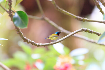 Fork-tailed Sunbird Perched on a Branch