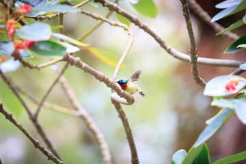 Fork-tailed Sunbird Perched on a Branch in Hong Kong