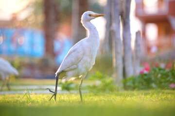 White cattle egret wild bird, also known as Bubulcus ibis walking on green lawn in summer