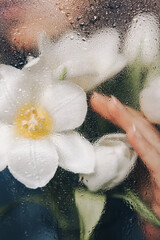 A dreamy and artistic portrait of a young woman behind a wet glass, with delicate white tulips in...