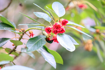 Fork-tailed Sunbird Feeding on Rhodoleia Championii Flowers