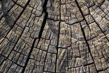 Fototapeta premium texture background tree wood