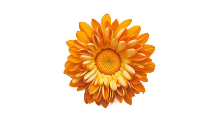Orange gerbera flower head macro top view isolated on a white background