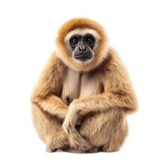 Fototapeta premium Gibbon isolated on transparency background