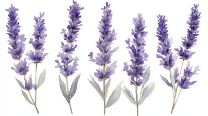 Naklejka premium Watercolor Lavender Flowers Botanical Illustration Six Purple Floral Stems