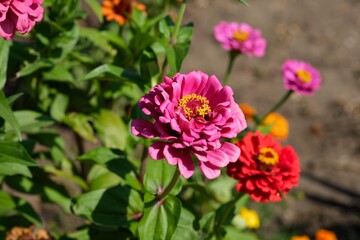 Crimson and red zinnias flowering in nature