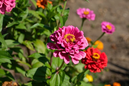 Crimson and red zinnias flowering in nature