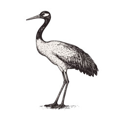 Black sketch effect crane illustration, vintage art, aquatic animal, antique style, rodent, vector print design, hand-drawn engraving, wildlife, trendy, white background.
