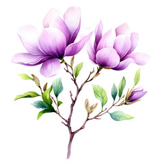 Obraz premium Illustration of a magnolia flower with detailed petals and leaves in a clipart style for design use isolated on transparent background..
