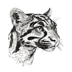 Animal art clouded leopard hand-drawn, vintage wall decor, black sketch effect, wildlife illustration, trendy engraving style, artistic decoration