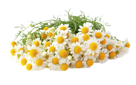 Fiori di camomilla flower on transparent or white background,png