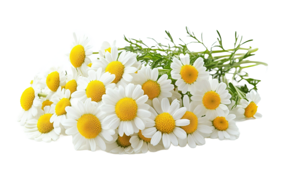 Fiori di camomilla flower on transparent or white background,png