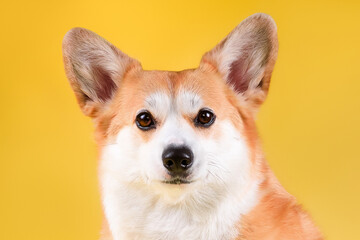 funny corgi dog	
