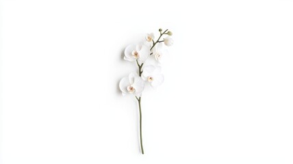 Romantic Pastel Spring Background. White orchid on a light background